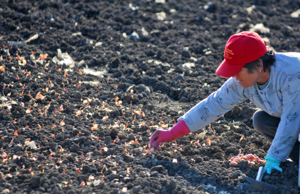 Women Manage Nearly a Quarter of Greece’s Farmland, Outpacing EU Average