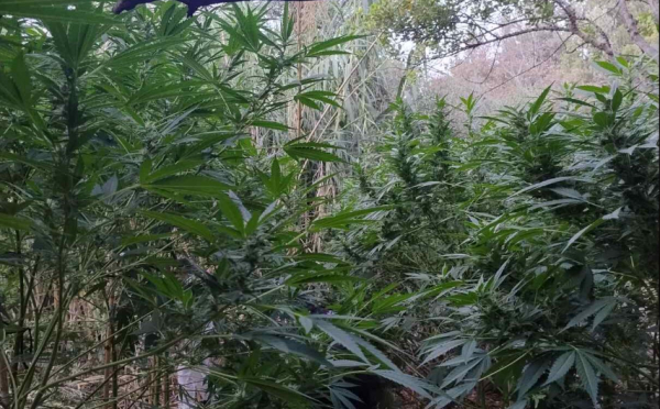 Ηράκλειο: Εντοπίστηκε φυτεία κάνναβης με 45 δενδρύλλια - Συνελήφθη 62χρονος