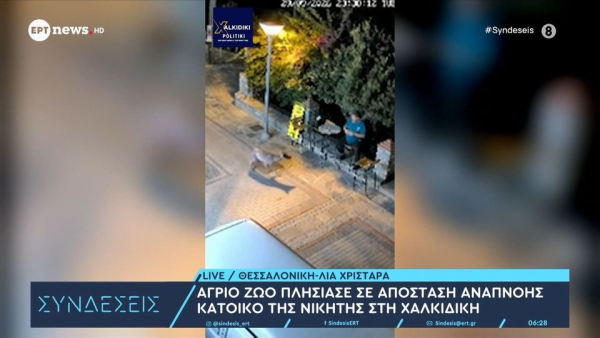 Τετ α τετ κατοίκου με λύκο στη Νικήτη Χαλκιδικής (βίντεο)