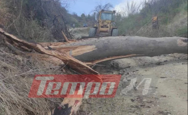 Αχαΐα: Νεκρός 50χρονος - Καταπλακώθηκε από δέντρο