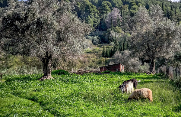 Λέσβος - Αφθώδης πυρετός: «Την άλλη εβδομάδα» ανοίγει η πλατφόρμα για τις αποζημιώσεις